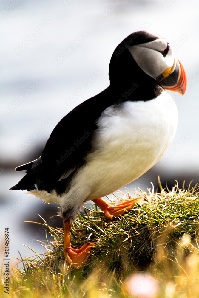 Naklejka premium Puffins in Látrabjarg