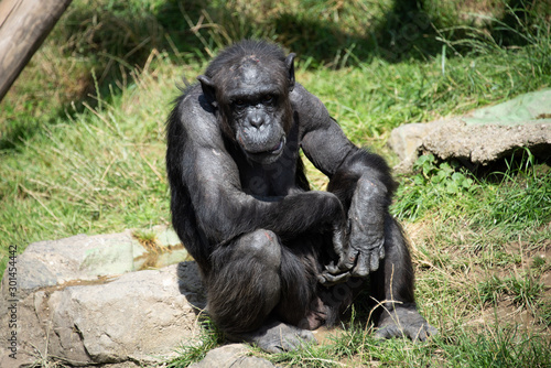 Schimpansen © saumhuhn