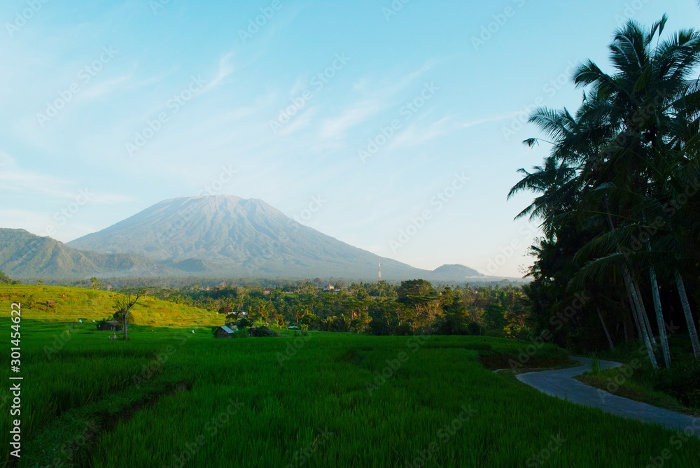 Fototapeta premium Rice field with agung mountain in background
