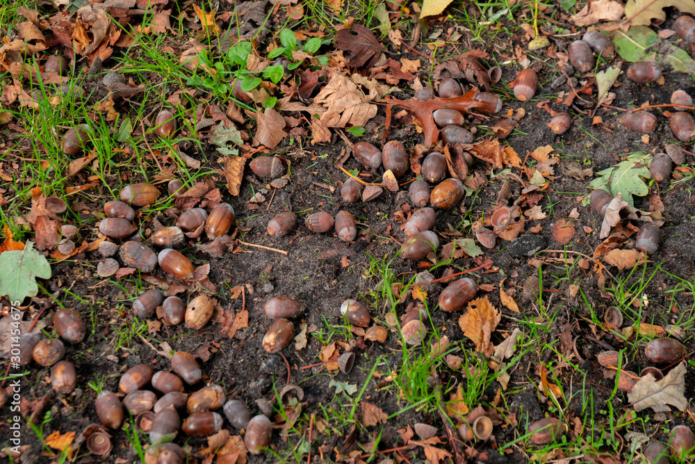 top view of dry leaves, branches and acorns on ground in autumnal forest top view of dry leaves, branches and acorns on ground in autumnal forest