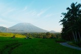 Rice field with agung mountain in background