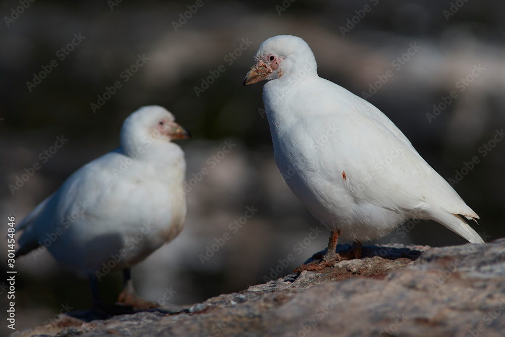 Pale-faced Sheathbill (Chionis albus) walking along the cliffs of Bleaker Island in the Falkland Islands. Pale-faced Sheathbill (Chionis albus) walking along the cliffs of Bleaker Island in the Falkland Islands.