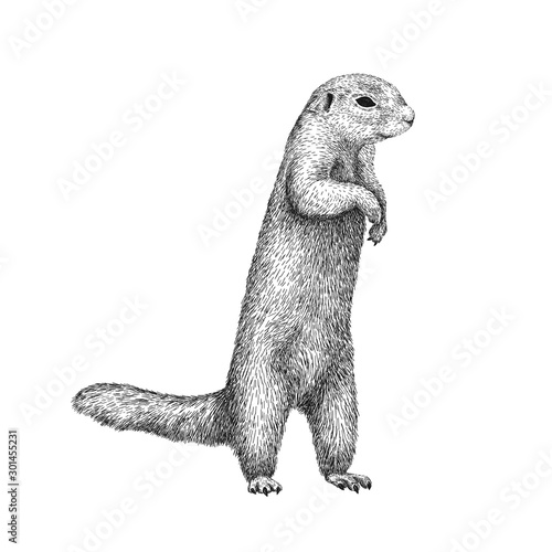 African ground squirrel drawing in sketch style. Hand drawn illustration of beautiful black and white animal. Line art drawing in vintage style. Realistic image of a stand up squirrel.