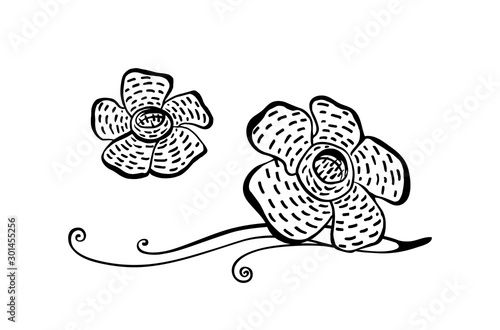 Hand drawn rafflesia plant modern outline sketch. Vector black ink drawing flower isolated on white background. Graphic illustration photo