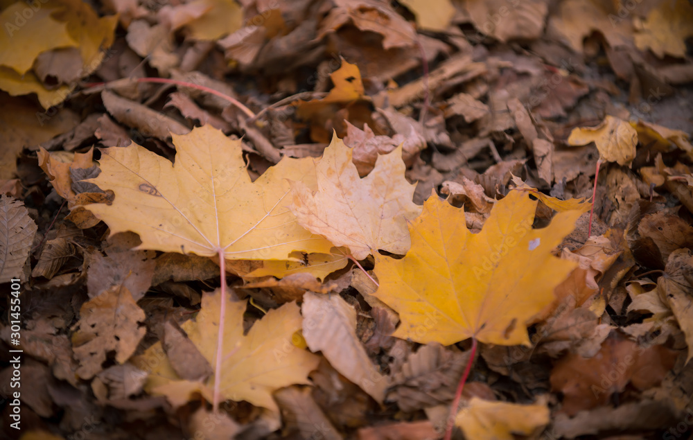 autumn leaves on ground