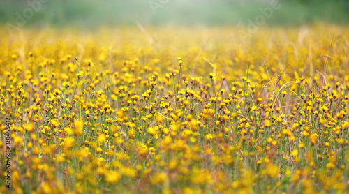 Little Yellow Star field in sunshine day 