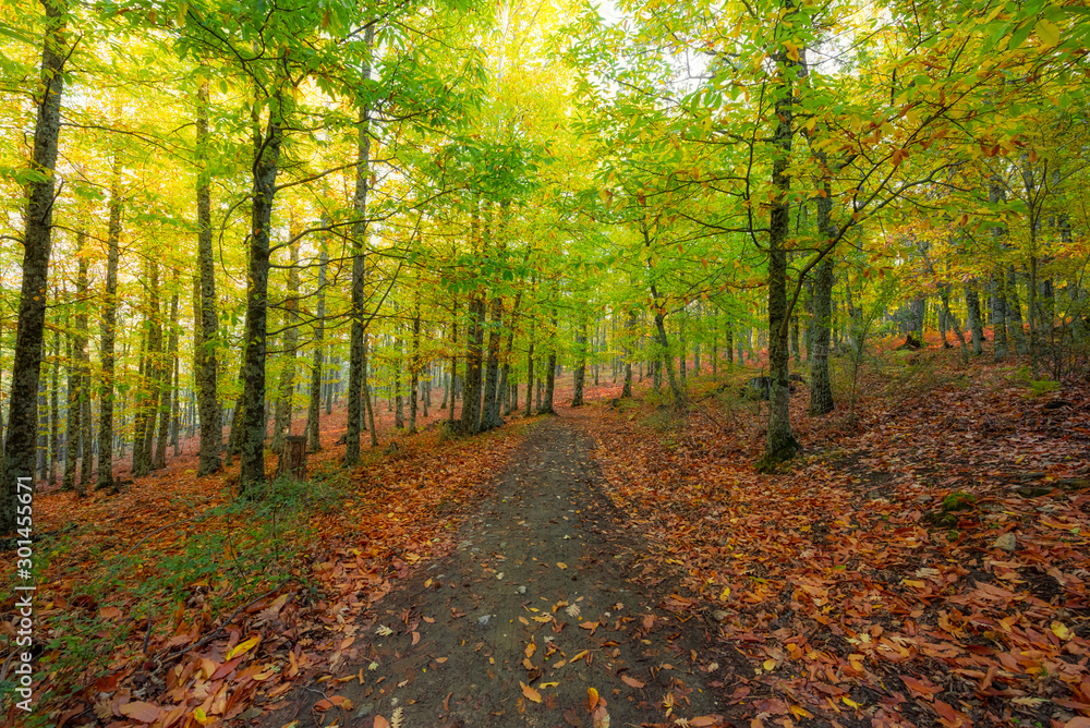 Naklejka premium Bosque castañar en otoño
