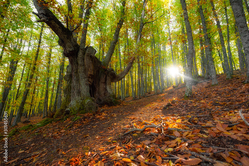 Bosque en otoño con luz del sol © daviddelossan
