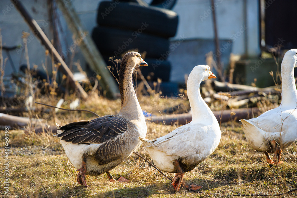 Obraz premium goose in the farm