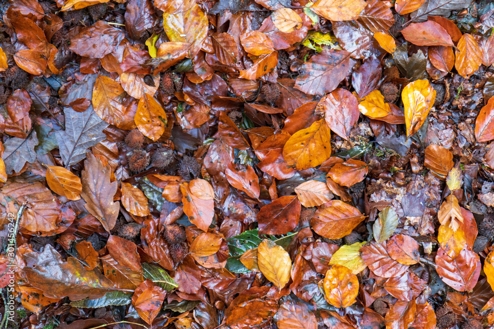 Autumn colours in the park Autumn colours in the park