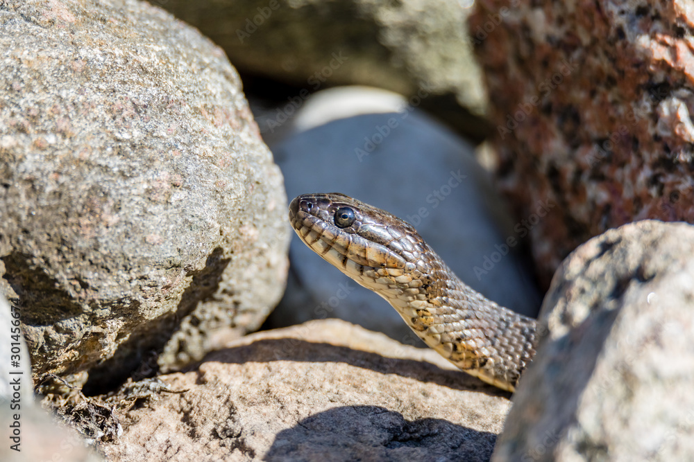 Fototapeta premium Northern Water snake in cottage country, Quebec, Canada.