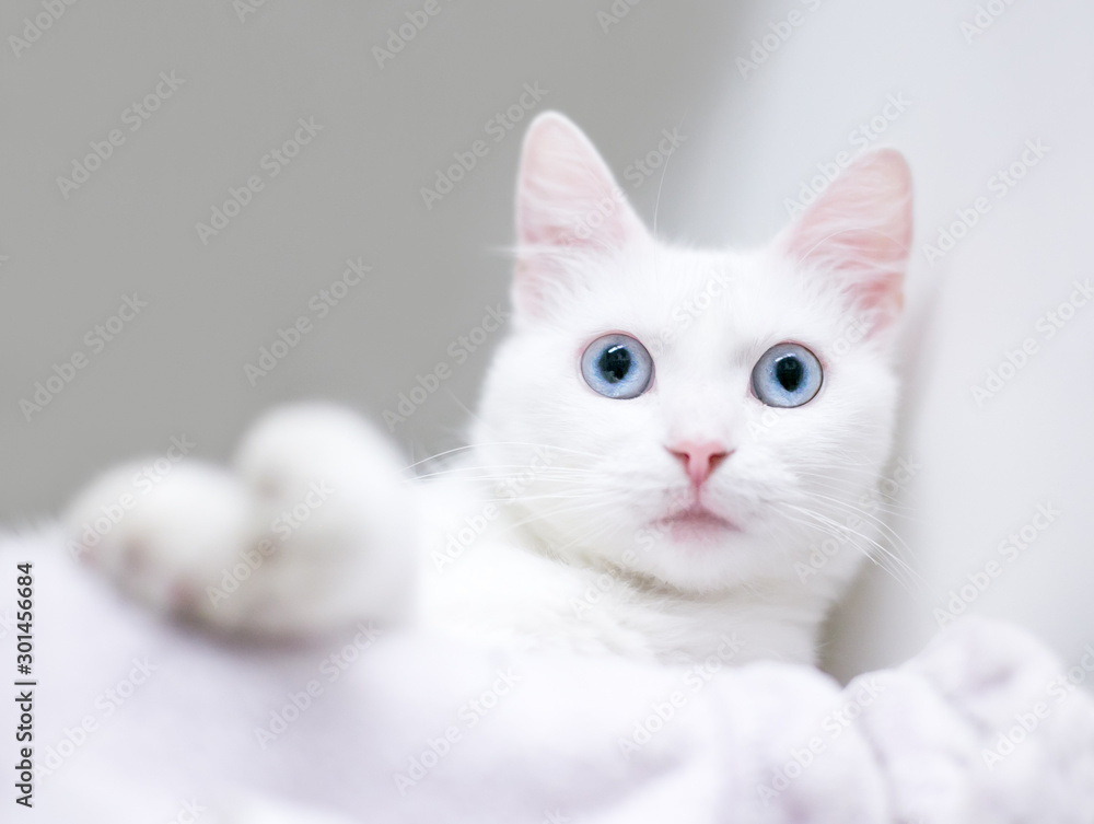 A young white domestic shorthair cat with blue eyes relaxing on a blanket