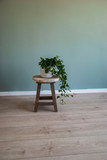 Ivy or hedera in apartment against green wall. Scandinavian style or interior.