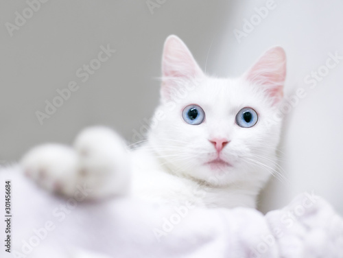 A young white domestic shorthair cat with blue eyes relaxing on a blanket