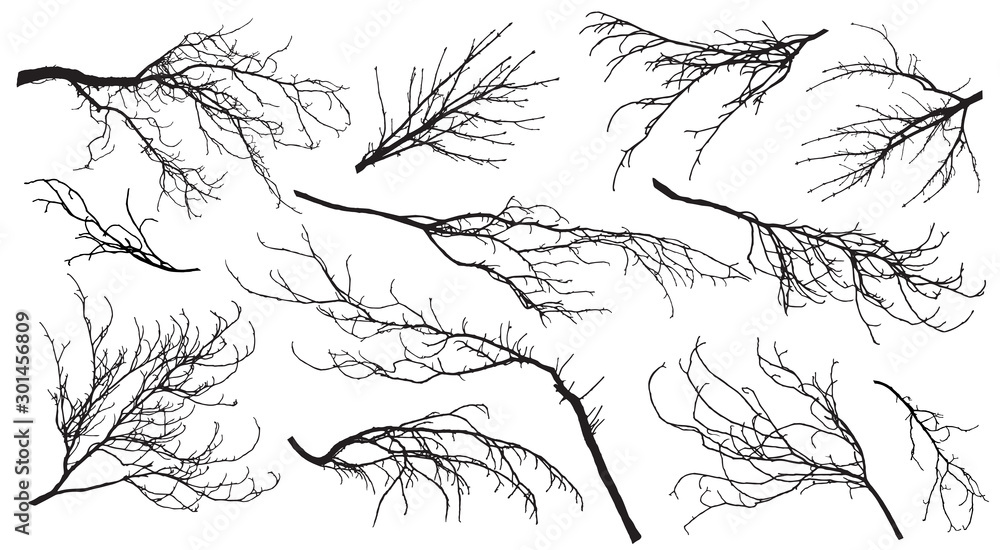 Chestnut, poplar, maple, oak and etc. branches trees. Set of silhouettes. Vector illustration. Chestnut, poplar, maple, oak and etc. branches trees. Set of silhouettes. Vector illustration.