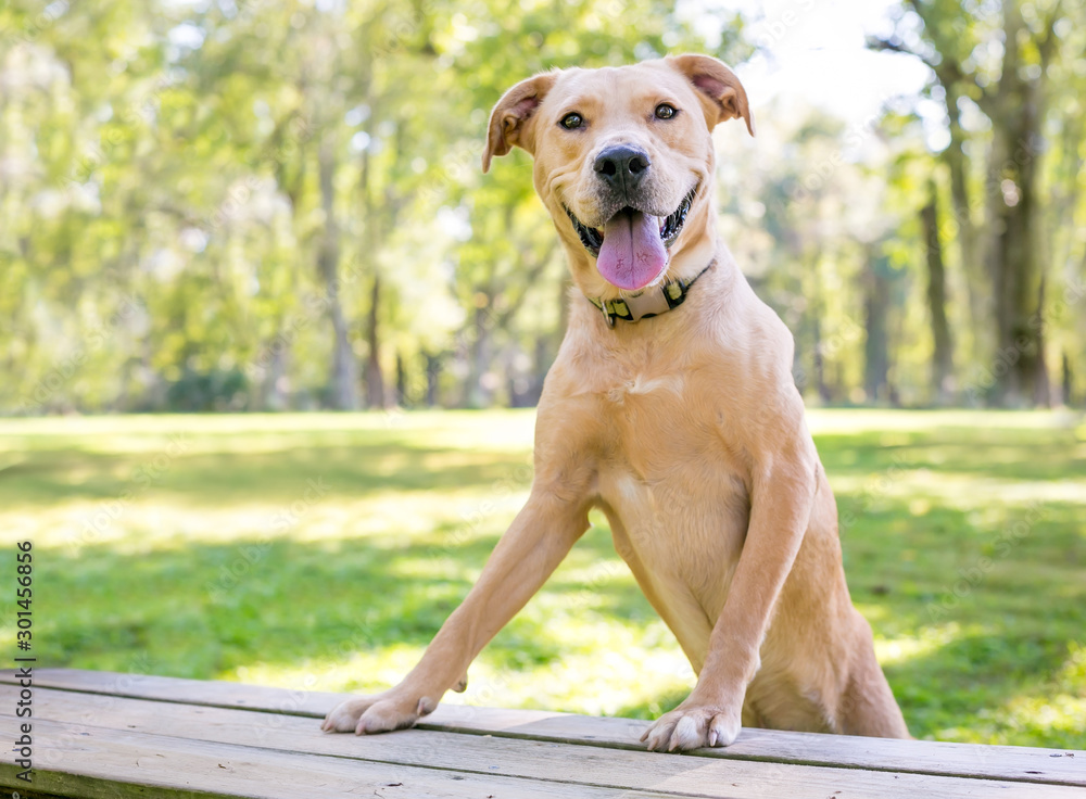 A yellow Labrador Retriever mixed breed dog with a happy expression