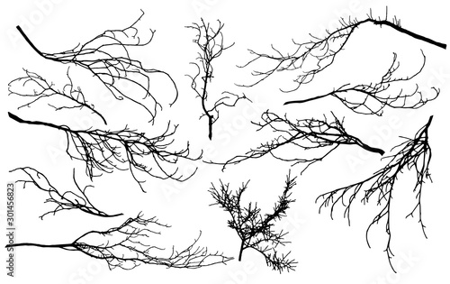Set of silhouettes of branches of different trees (chestnut, poplar, Linden, maple, oak, etc.). Vector illustration.