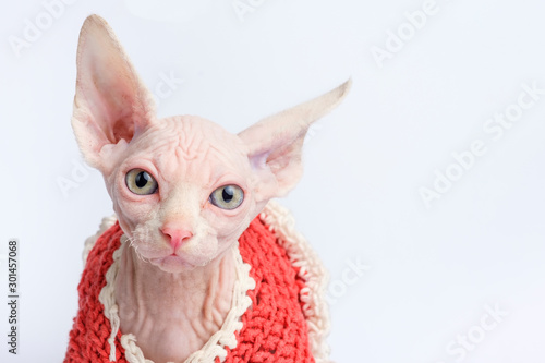 bald Sphynx cat portrait. Shorthair kitten two months old on white background. Closeup view