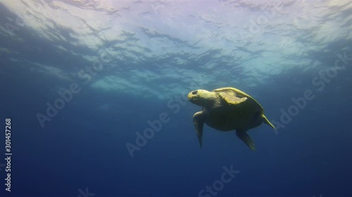Sea Turtle. Green Turtle. Mellow & Beautiful Marine Turtle Swimming in Calm Blue Sea Water & Sunlit Sea Surface on Peaceful Coral Reef. Graceful Gentle Marine Life & Aquatic Underwater Wildlife