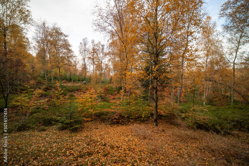 Fototapeta premium Empty road in colorful autumn forest
