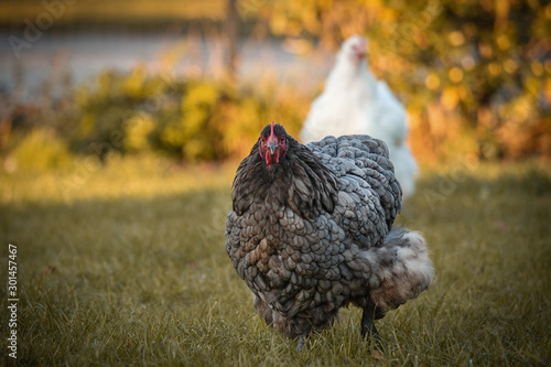 chicken on farm
