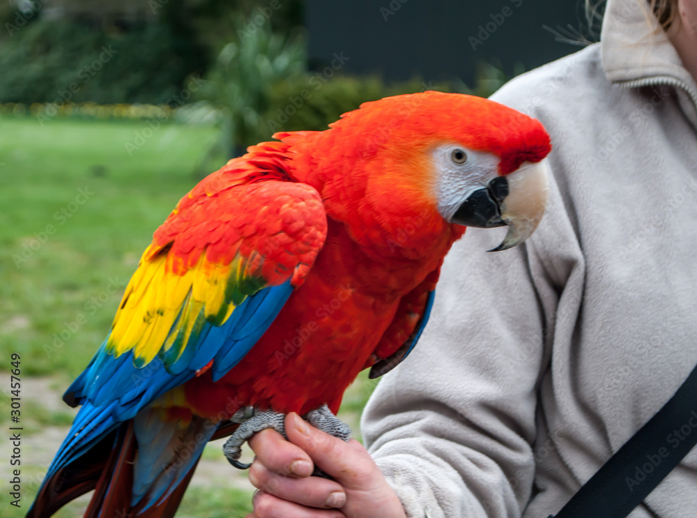 Close-up of the scarlet macaw, Ara macao, sitting on the hand