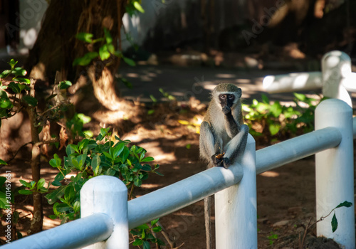 A Vervet Monkey (Chlorocebus pygerythrus)