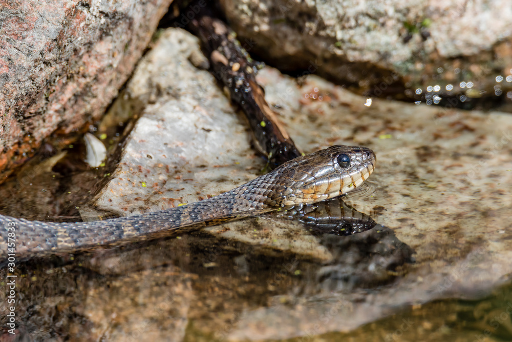 Fototapeta premium Northern Water snake in cottage country, Quebec, Canada.