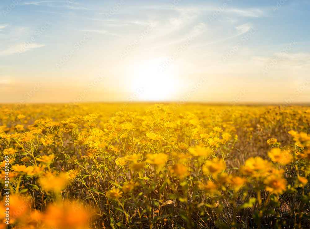wild prairie flowers at the sunset, outdoor scene