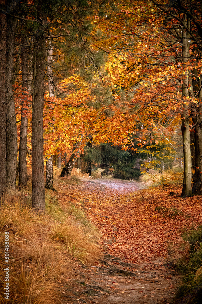 Obraz premium Empty road in colorful autumn forest