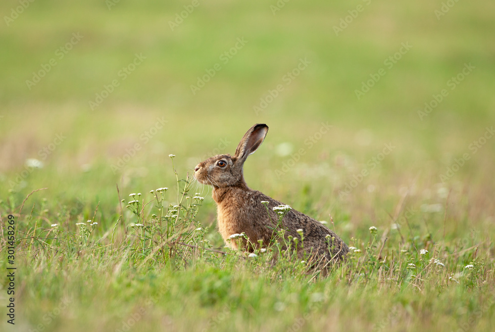 european hare, lepus europaeus, czech nature european hare, lepus europaeus, czech nature