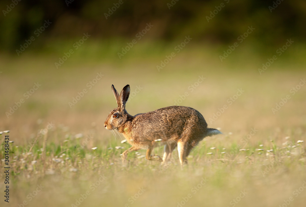 european hare, lepus europaeus, czech nature european hare, lepus europaeus, czech nature