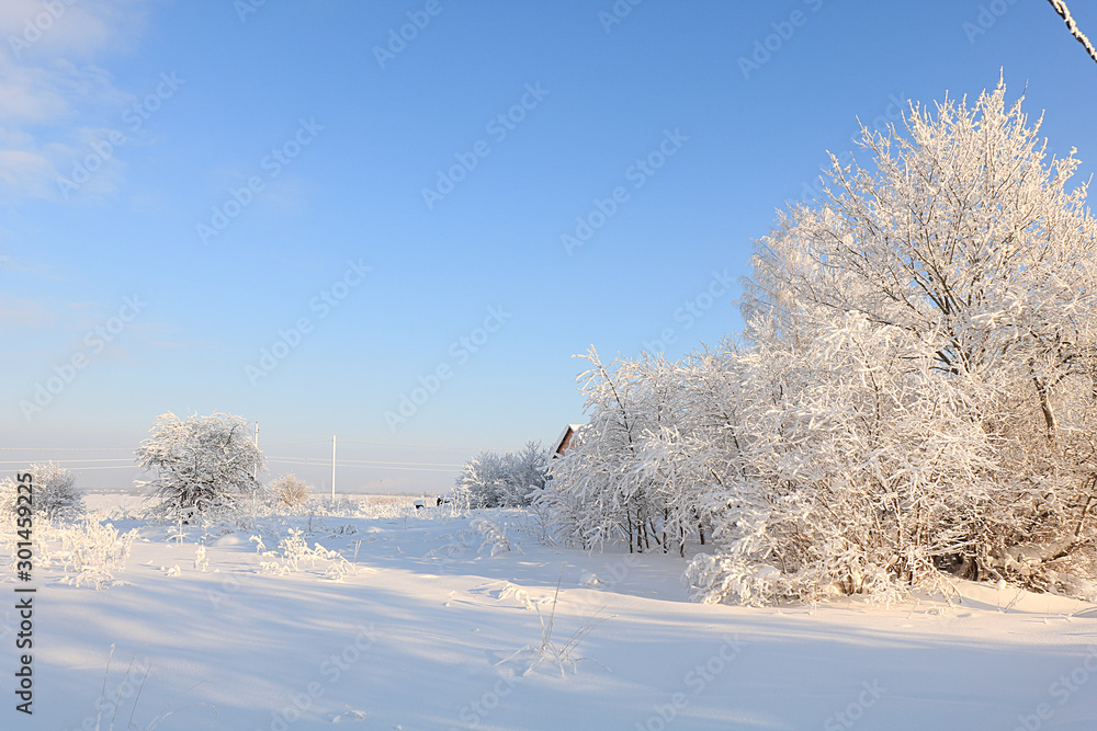 Pornografi Saucer reb Russian nature in winter, christmas background. After a snowfall, tree  branches are covered with snow and sparkle in the sun. This is a beautiful  winter banner Stock Photo | Adobe Stock