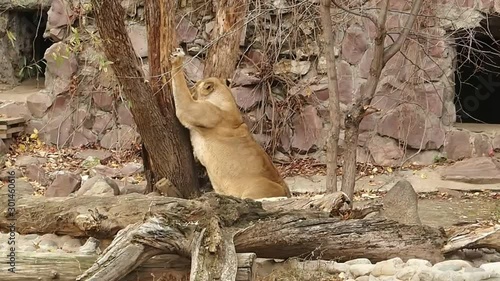 Lioness with pleasure sharpens her claws on a tree in the aviary.