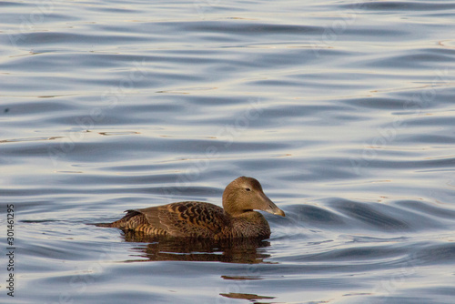 Eider à duvet femelle (Somateria mollissima)