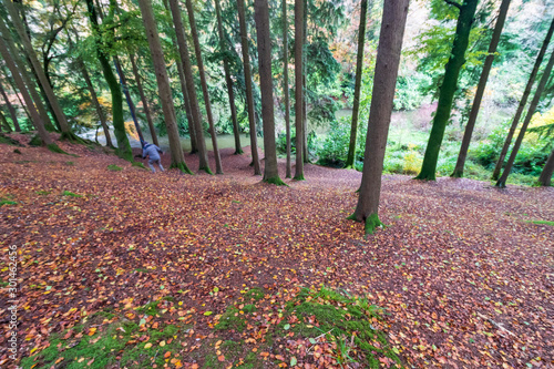 trees in the forest