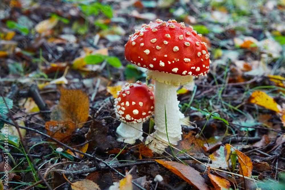 Beautiful poisonous fly agaric in the forest. Close-up. Beautiful poisonous fly agaric in the forest. Close-up.