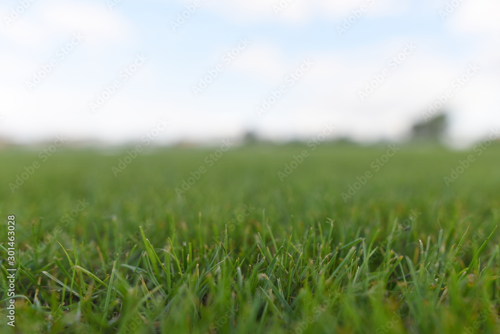 The grass pitch - obrazy, fototapety, plakaty 
