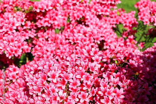Fototapeta Naklejka Na Ścianę i Meble -  small pink flowers in the garden closeup background wallpaper