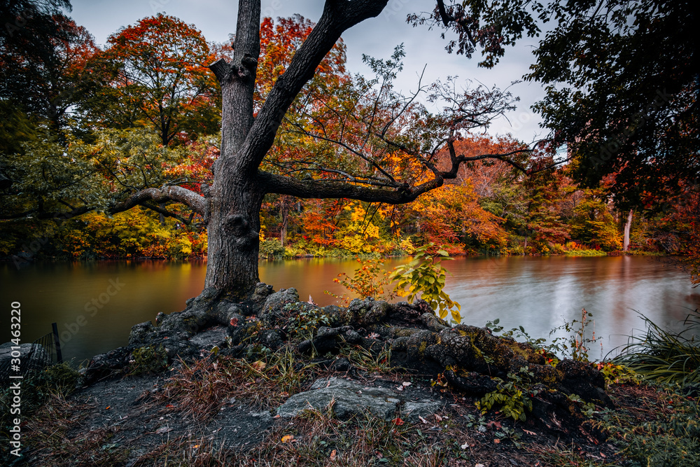 Fall foliage color of Central Park in Manhattan