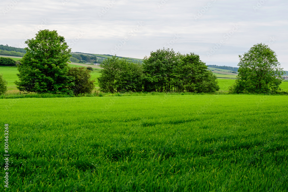 Scottish landscape with green wheat field and trees in a cloudy summer day in Scotland, United Kingdom, photographed with soft focus Scottish landscape with green wheat field and trees in a cloudy summer day in Scotland, United Kingdom, photographed with soft focus