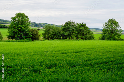 Scottish landscape with green wheat field and trees in a cloudy summer day in Scotland, United Kingdom, photographed with soft focus © Cristina Ionescu