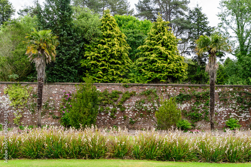 Scottish landscape with green palm trees and other exotic flowers and plants near an old stone fence in a garden in a sunny summer day in Scotland, United Kingdom