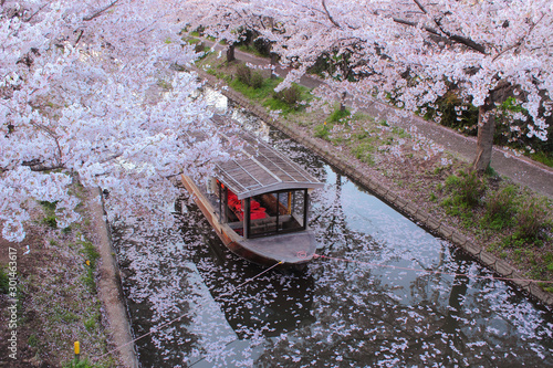 京都　伏見　十石船と桜