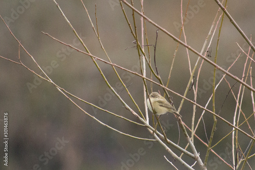 Pouillot véloce (Phylloscopus collybita)