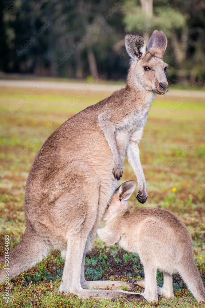 A mother and joey in the wild in Coombabah Queensland 