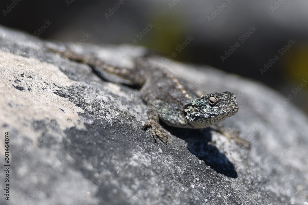 The lizzard The lizzard