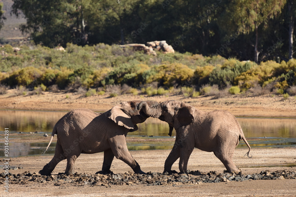 Fototapeta premium The elephants