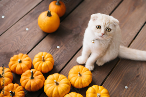 Scottish fold lies in basket. Cat and pumpkins. Cat and Autumn. A Yellow baby British shorthair kitty with halloween pumpkins at brown autumn background