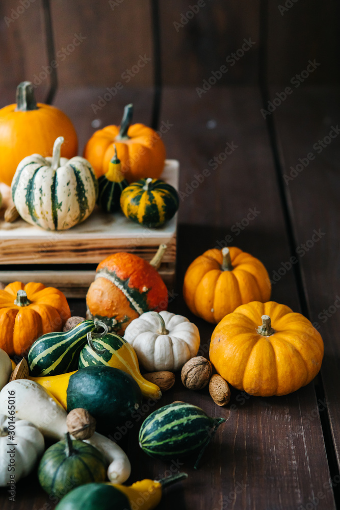 Varieties of pumpkins and squashes collection. View of squash and pumpkins for Halloween Varieties of pumpkins and squashes collection. View of squash and pumpkins for Halloween